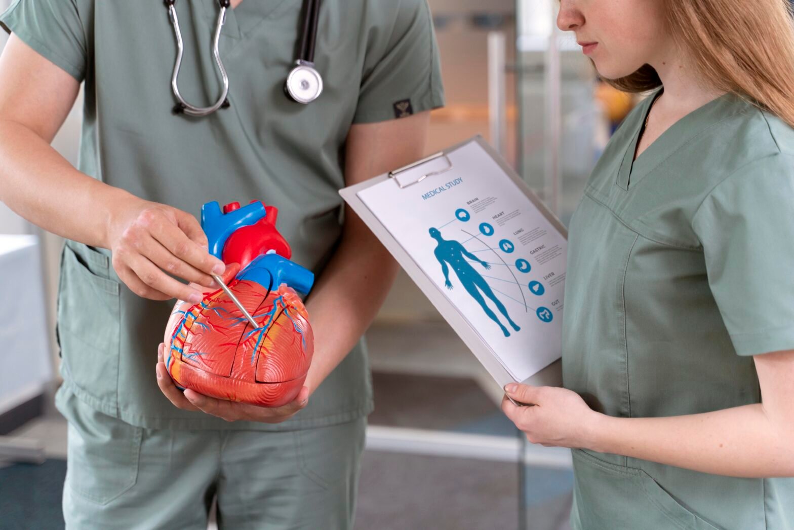 Understanding the Heart: Anatomy, Function, and Blood Circulation